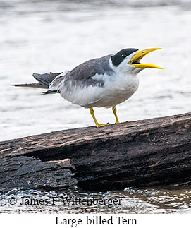 Large-billed Tern - © James F Wittenberger and Exotic Birding LLC