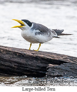 Large-billed Tern - © James F Wittenberger and Exotic Birding LLC