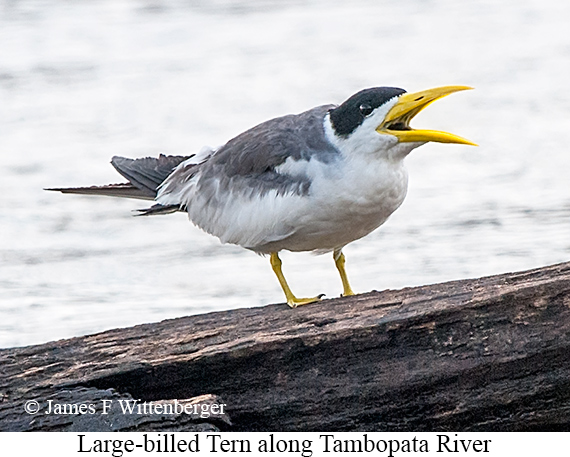 Large-billed Tern - © James F Wittenberger and Exotic Birding LLC