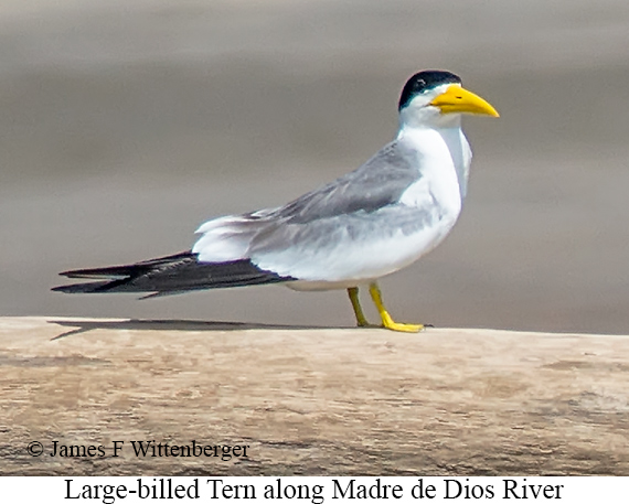 Large-billed Tern - © James F Wittenberger and Exotic Birding LLC