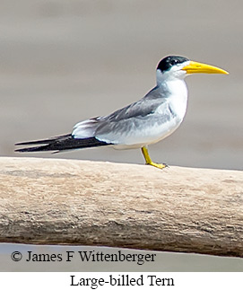 Large-billed Tern - © James F Wittenberger and Exotic Birding LLC