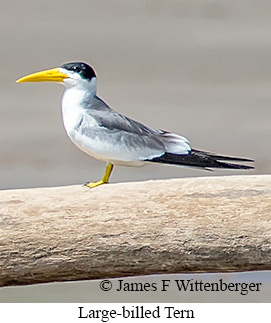 Large-billed Tern - © James F Wittenberger and Exotic Birding LLC