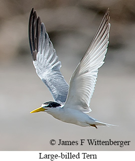 Large-billed Tern - © James F Wittenberger and Exotic Birding LLC