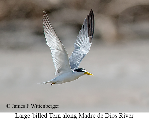 Large-billed Tern - © James F Wittenberger and Exotic Birding LLC