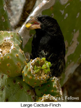 Large Cactus-Finch - &copy; Laura L Fellows and Exotic Birding Tours