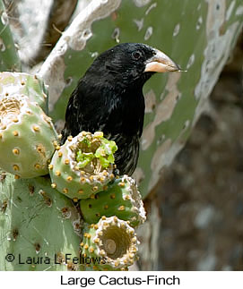 Genovesa Cactus-Finch - © Laura L Fellows and Exotic Birding LLC