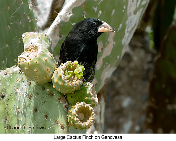 Genovesa Cactus-Finch - © Laura L Fellows and Exotic Birding LLC