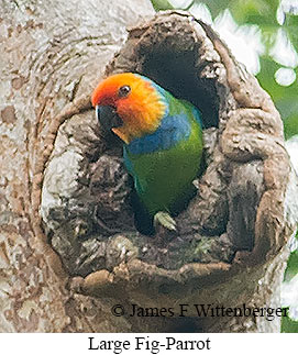 Large Fig-Parrot - © James F Wittenberger and Exotic Birding LLC Large Fig-Parrot - © James F Wittenberger and Exotic Birding LLC