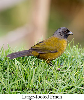 Large-footed Finch - &copy; James F Wittenberger and Exotic Birding LLC
