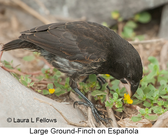 Large Ground-Finch - © James F Wittenberger and Exotic Birding LLC