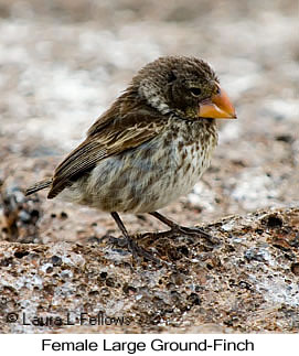 Large Ground-Finch - © Laura L Fellows and Exotic Birding LLC