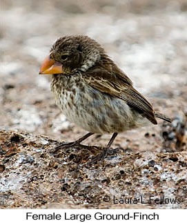 Large Ground-Finch - &copy; Laura L Fellows and Exotic Birding Tours