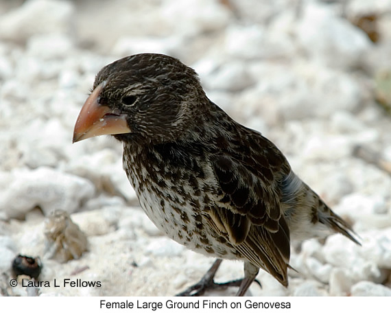Large Ground-Finch - © James F Wittenberger and Exotic Birding LLC