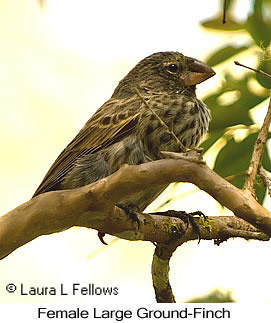 Large Ground-Finch - &copy; Laura L Fellows and Exotic Birding Tours