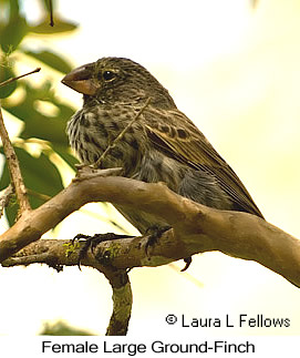 Large Ground-Finch - © Laura L Fellows and Exotic Birding LLC Large Ground-Finch - © Laura L Fellows and Exotic Birding LLC