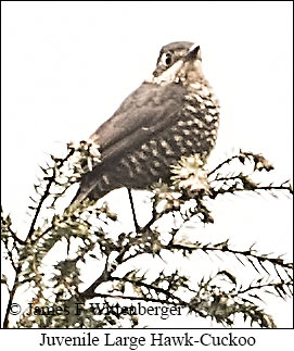 Large Hawk-Cuckoo - &copy; James F Wittenberger and Exotic Birding LLC