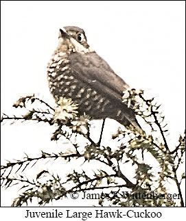 Large Hawk-Cuckoo - © James F Wittenberger and Exotic Birding LLC