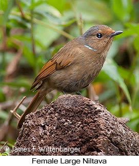 Large Niltava - © James F Wittenberger and Exotic Birding LLC