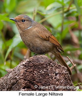 Large Niltava - © James F Wittenberger and Exotic Birding LLC