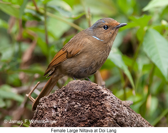 Large Niltava - © James F Wittenberger and Exotic Birding LLC