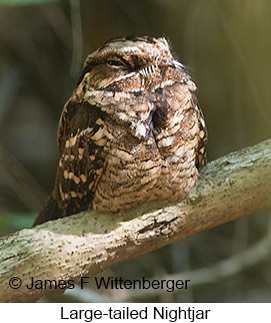 Large-tailed Nightjar - &copy; James F Wittenberger and Exotic Birding LLC