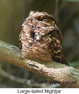 Large-tailed Nightjar - © James F Wittenberger and Exotic Birding LLC