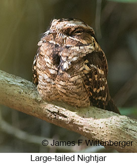 Large-tailed Nightjar - © James F Wittenberger and Exotic Birding LLC Large-tailed Nightjar - © James F Wittenberger and Exotic Birding LLC