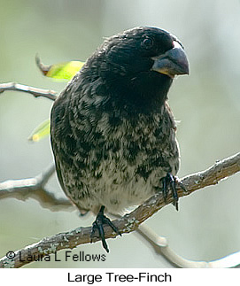 Large Tree-Finch - © Laura L Fellows and Exotic Birding LLC