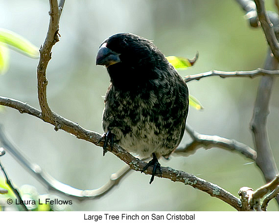 Large Tree-Finch - &copy; Laura L Fellows and Exotic Birding Tours