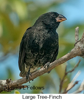 Large Tree-Finch - © Laura L Fellows and Exotic Birding LLC