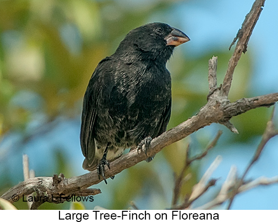 Large Tree-Finch - © James F Wittenberger and Exotic Birding LLC