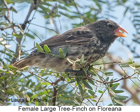 Large Tree-Finch - © James F Wittenberger and Exotic Birding LLC