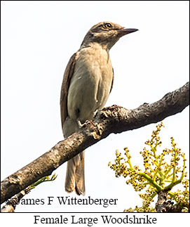 Female Large Woodshrike - © James F Wittenberger and Exotic Birding LLC Female Large Woodshrike - © James F Wittenberger and Exotic Birding LLC