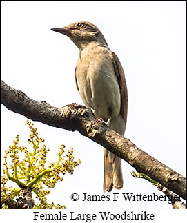 Female Large Woodshrike - © James F Wittenberger and Exotic Birding LLC
