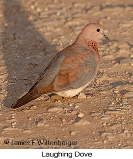 Laughing Dove - © James F Wittenberger and Exotic Birding LLC