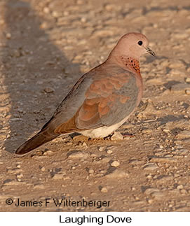 Laughing Dove - © James F Wittenberger and Exotic Birding LLC Laughing Dove - © James F Wittenberger and Exotic Birding LLC