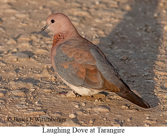 Laughing Dove - © James F Wittenberger and Exotic Birding LLC