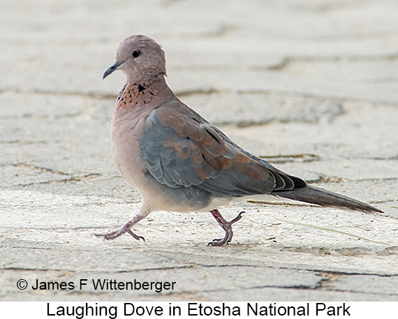 Laughing Dove - © James F Wittenberger and Exotic Birding LLC