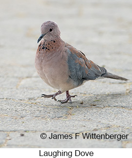 Laughing Dove - © James F Wittenberger and Exotic Birding LLC Laughing Dove - © James F Wittenberger and Exotic Birding LLC