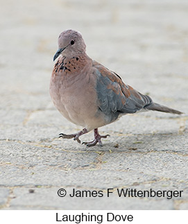 Laughing Dove - © James F Wittenberger and Exotic Birding LLC