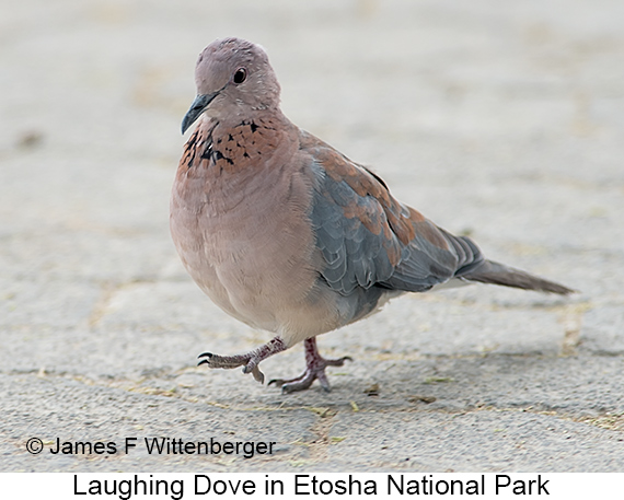 Laughing Dove - © James F Wittenberger and Exotic Birding LLC