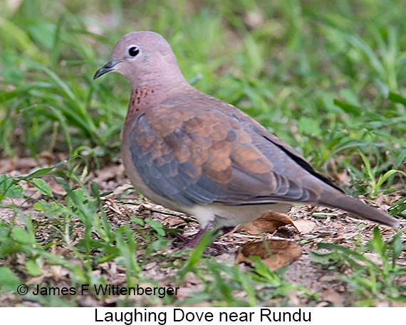 Laughing Dove - © James F Wittenberger and Exotic Birding LLC