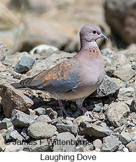 Laughing Dove - © James F Wittenberger and Exotic Birding LLC