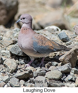 Laughing Dove - © James F Wittenberger and Exotic Birding LLC Laughing Dove - © James F Wittenberger and Exotic Birding LLC