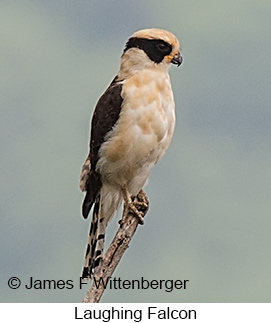 Laughing Falcon - © James F Wittenberger and Exotic Birding LLC