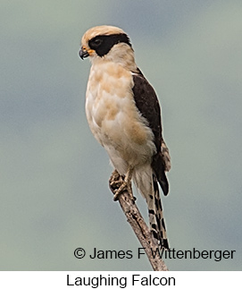 Laughing Falcon - © James F Wittenberger and Exotic Birding LLC Laughing Falcon - © James F Wittenberger and Exotic Birding LLC