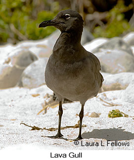 Lava Gull - © Laura L Fellows and Exotic Birding LLC