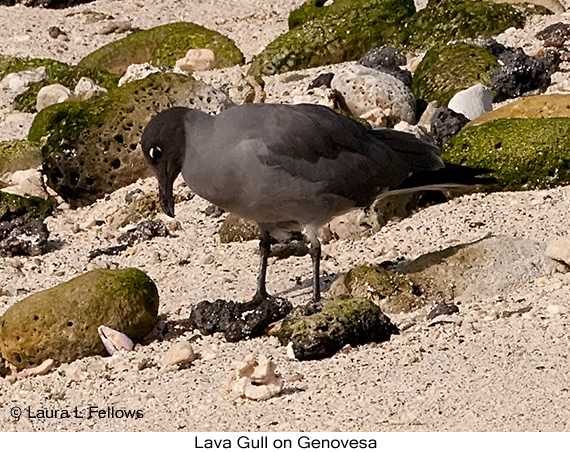 Lava Gull - © The Photographer and Exotic Birding LLC