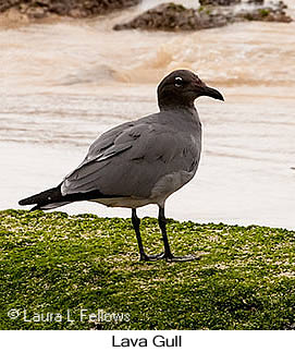 Lava Gull - © Laura L Fellows and Exotic Birding LLC