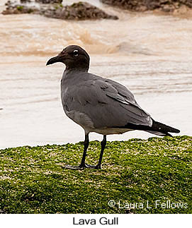 Lava Gull - © Laura L Fellows and Exotic Birding LLC Lava Gull - © Laura L Fellows and Exotic Birding LLC